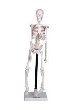 İskelet Modeli 46 cm