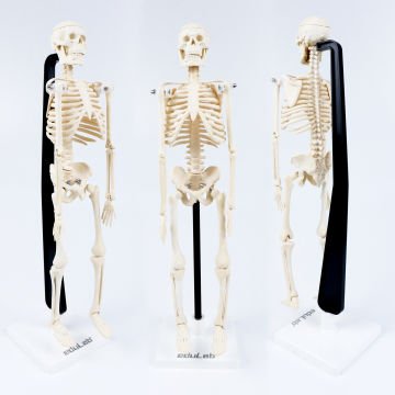 İskelet Modeli 46 cm