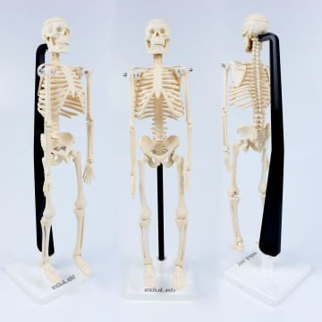 İskelet Modeli 46 cm