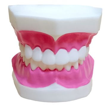 Diş Modeli Fırçasız