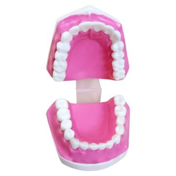 Diş Modeli Fırçasız