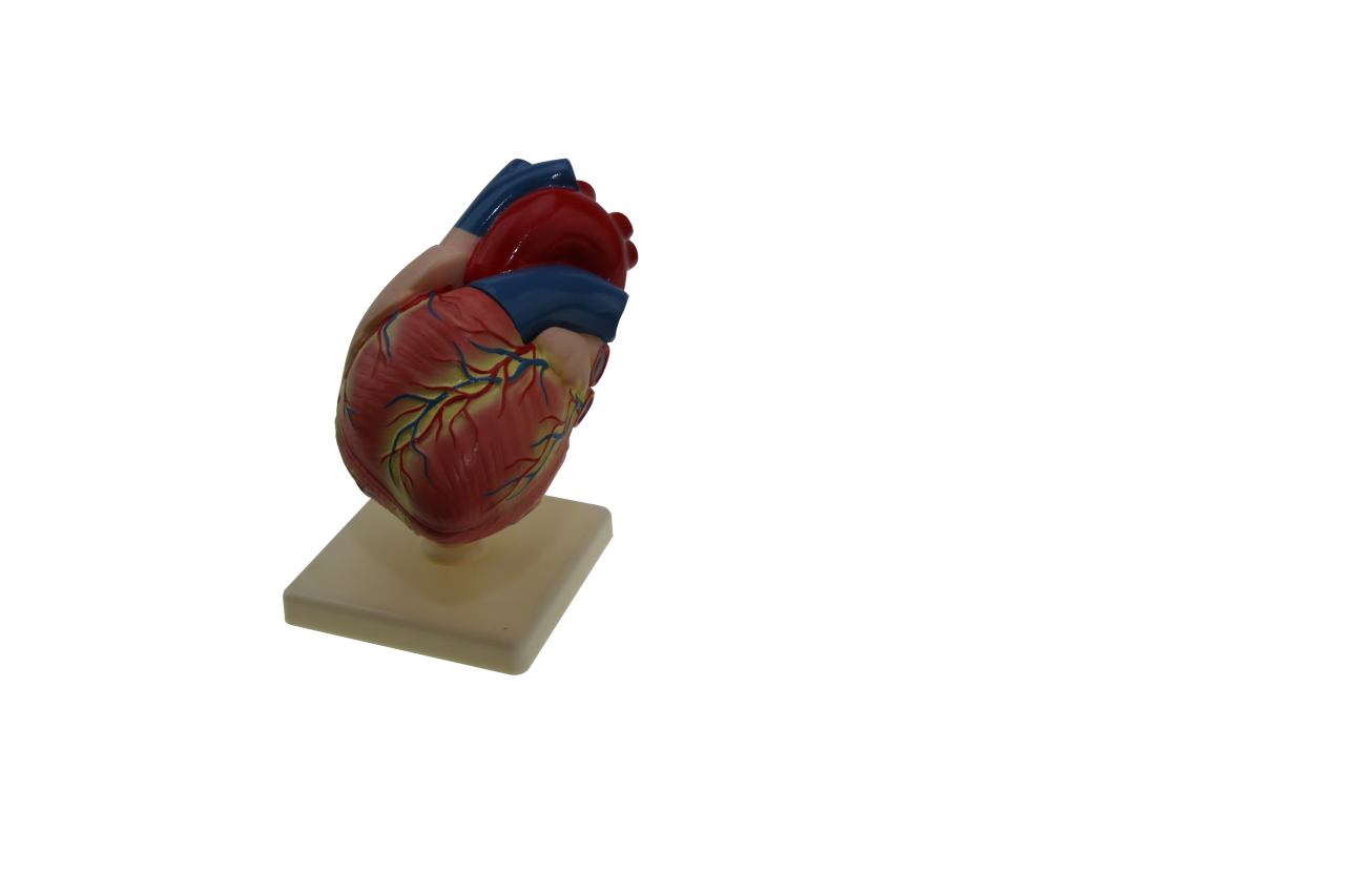 İnsan Kalp Modeli