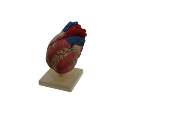 İnsan Kalp Modeli