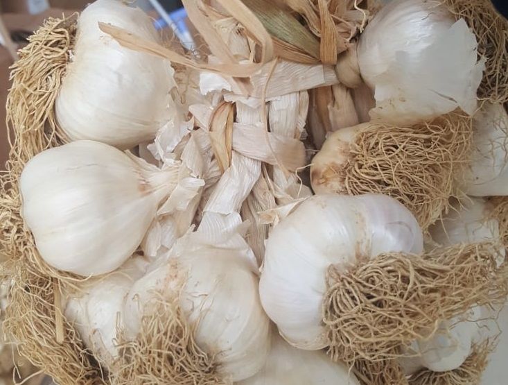 Taşköprü Garlic