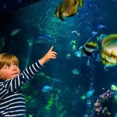 Sea Life Akvaryum Okul Gezisi (Sea Life Akvaryum Öğrenci Gezisi, Sea Life Akvaryum Bayrampaşa Okul Turu, Öğrenci Gezileri )