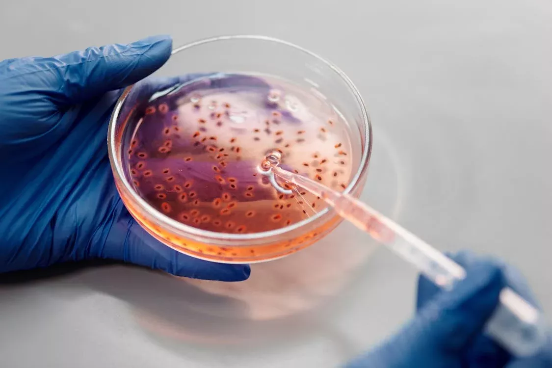 Petri Dish Guide: Get to Know Glass, Plastic, Stainless Steel, and PTFE Dishes