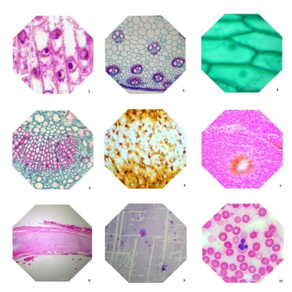 Mikroskop Slayt Seti - Plastik Kutulu - 10 Slayt