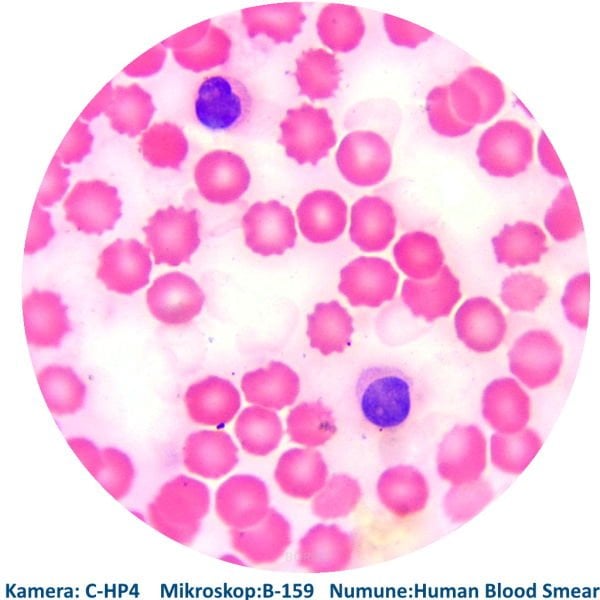 Hazır Mikroskop Slaytı - Daimi Kan Preparatı - İnsan Kanı