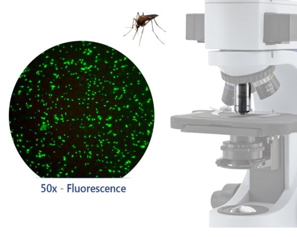 OPTIKA B-383FL Trinoküler Floresan Mikroskop Civa Buharlı - Araştırma Mikroskobu 1000x