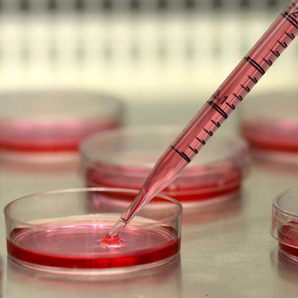 Serolojik Pipet 50ml - Steril Tek Kullanımlık 100Adet/Koli Toptan