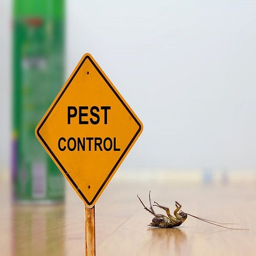 Corona Sırasında Profesyonel Pest Control