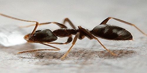 Kağıthane Karınca İlaçlama Firması