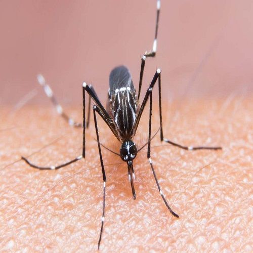 Sivrisinek İlaçlaması