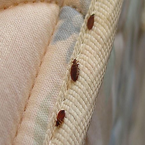 Yatak Böceklerini Nasıl Taşırız