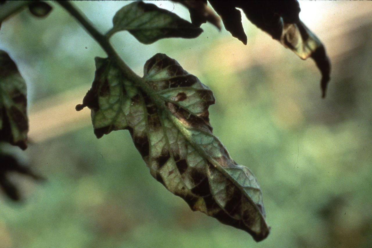 Cercospora Yaprak Küfü Hastalığı