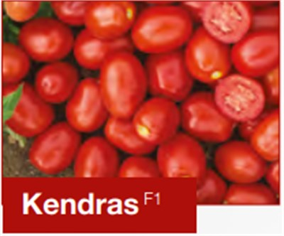 Kendras F1 Sanayi Domates Fidesi