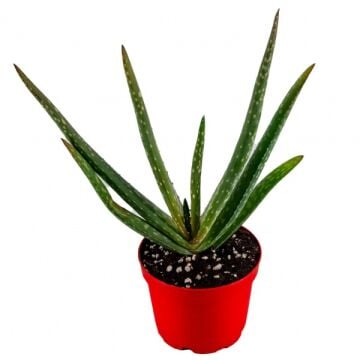 Aloe Vera Sukulent Büyük Boy