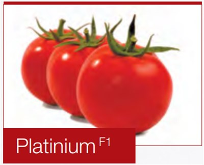 Platinium F1 Oturak Domates Fidesi