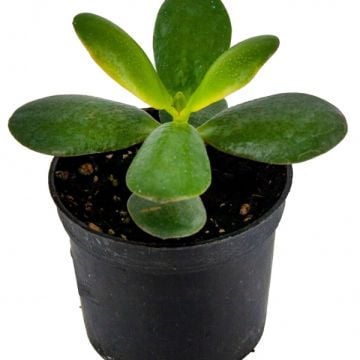 Crassula Ovata Para Çiçeği 8,5'luk Saksıda