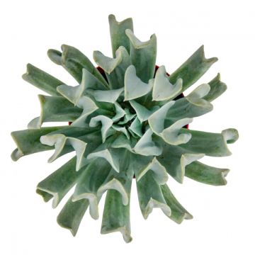 Echeveria Runyonii Sukulent 8,5'luk Saksıda