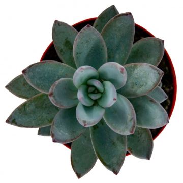 Echeveria Elegance Sukulent 8,5'luk Saksıda