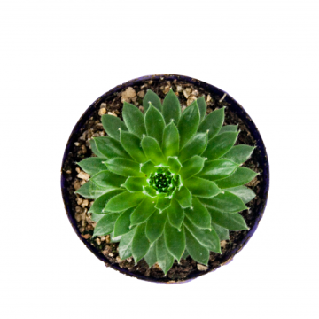 Sempervivum Sukulent 8,5'luk Saksıda