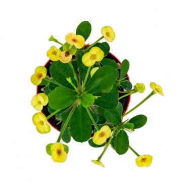 Euphorbia Milii Dikenler Tacı - Kırmızı Sarı Çiçek (8,5'luk saksıda)