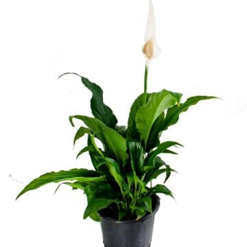 Barış Çiçeği Spathiphyllum Sokak Lambası Çiçeği