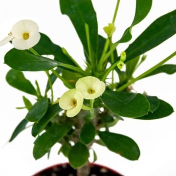 Euphorbia Milii Dikenler Tacı - Beyaz Çiçek (8,5'luk saksıda)