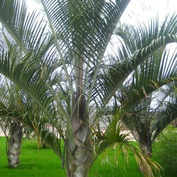 Palmiye Ağacı Fidanı (Üçgen Palmiye) - Neodypsis Decaryi