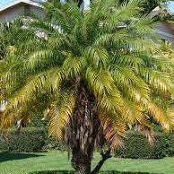 Palmiye Ağacı Fidanı (Phoenix Roebelenii)