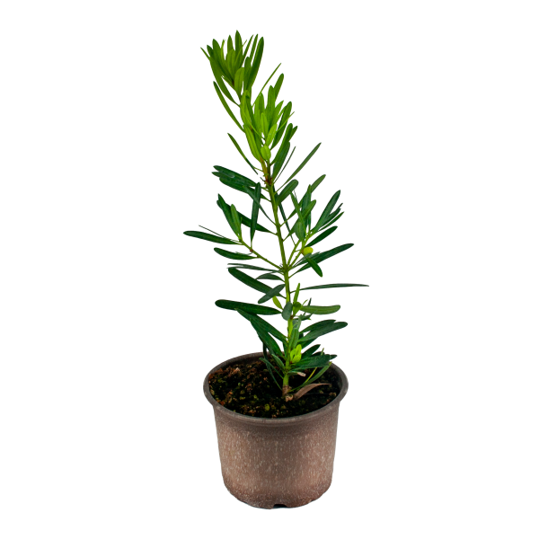 Porsuk Ağacı (Podocarpus Macrophyllus) Fidanı (1 yaş)
