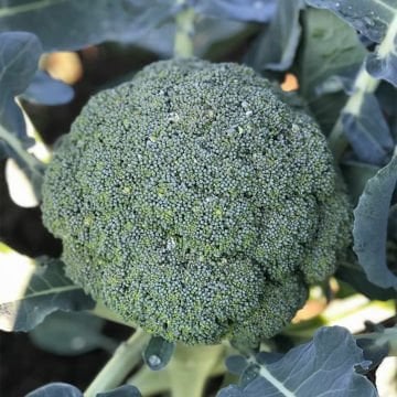 Brokoli Fidesi