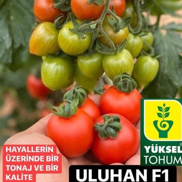 Uluhan F1 Kokteyl Domates Tohumu