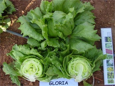 Gloria Iceberg Marul Fidesi