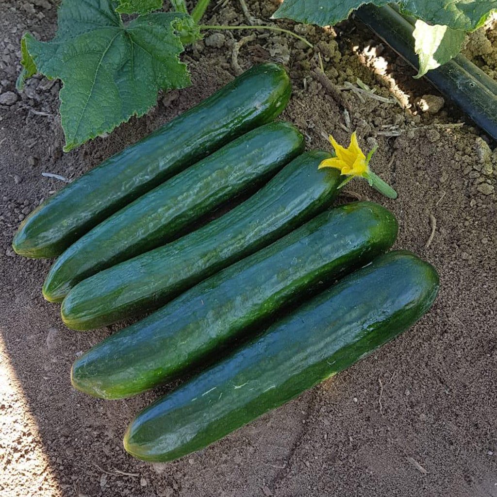 Bediz F1 Oturak Tarla Hıyar Tohumu 100 Gr