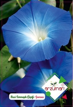 Mavi Sarmaşık Çiçeği Tohumu