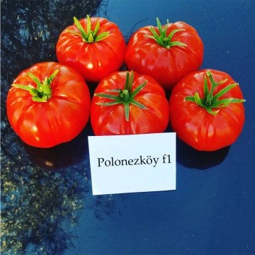 Polonezköy F1 Köy Domatesi Fidesi