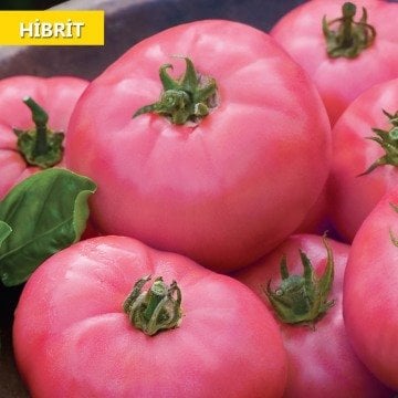 Hibrit Pembe Oturak Domates Tohumu 30 Adet