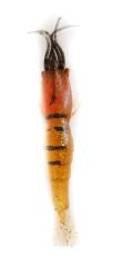 Captain 3060 Silikon Karides 9cm Suni Yem 5'li Paket