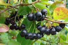Aronia Fidanı
