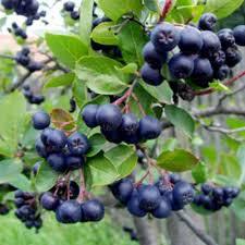 Aronia Fidanı