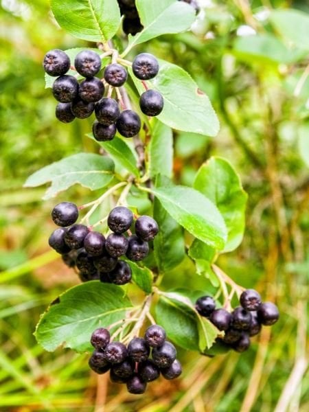 Aronia Fidanı