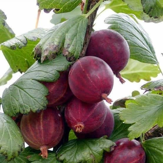 Kırmızı Bektaşi Üzümü Fidanı