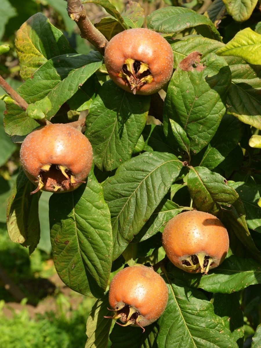 Aşılı Muşmula Fidanı