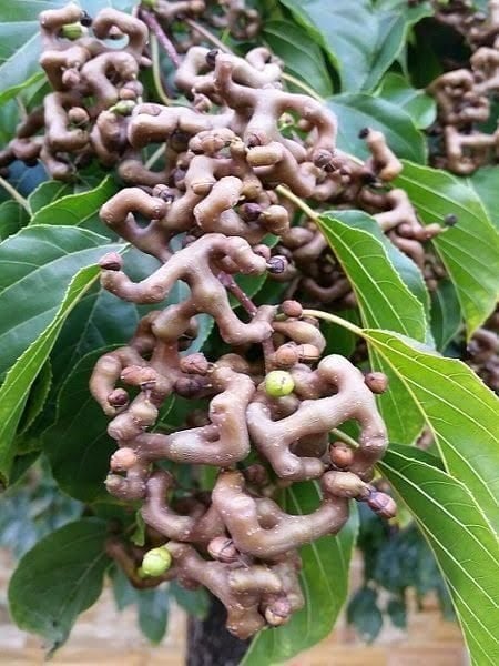 Japon kuru üzümü (şeker ağacı) fidanı