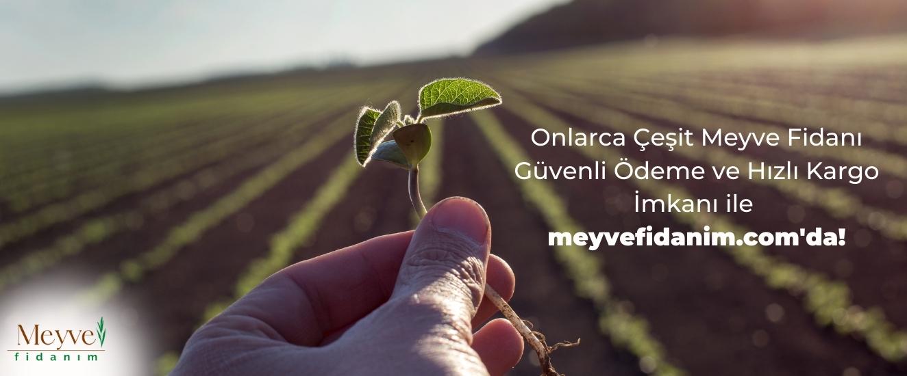 Meyve Fidanım, onlarca çeşit meyve fidanı bulabileceğiniz online alışveriş sitesidir.