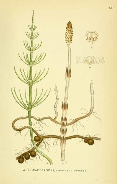 Kırkkilit Otu - At Kuyruğu 30 g