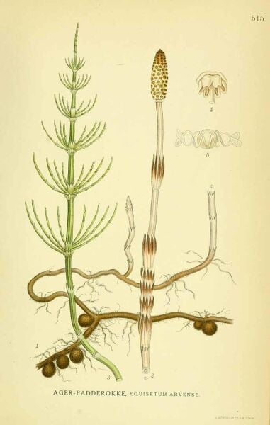 Kırkkilit Otu - At Kuyruğu 30 g