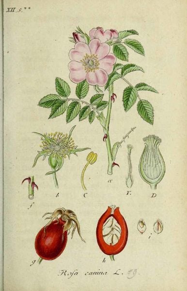 Kuşburnu - Tane 150 g